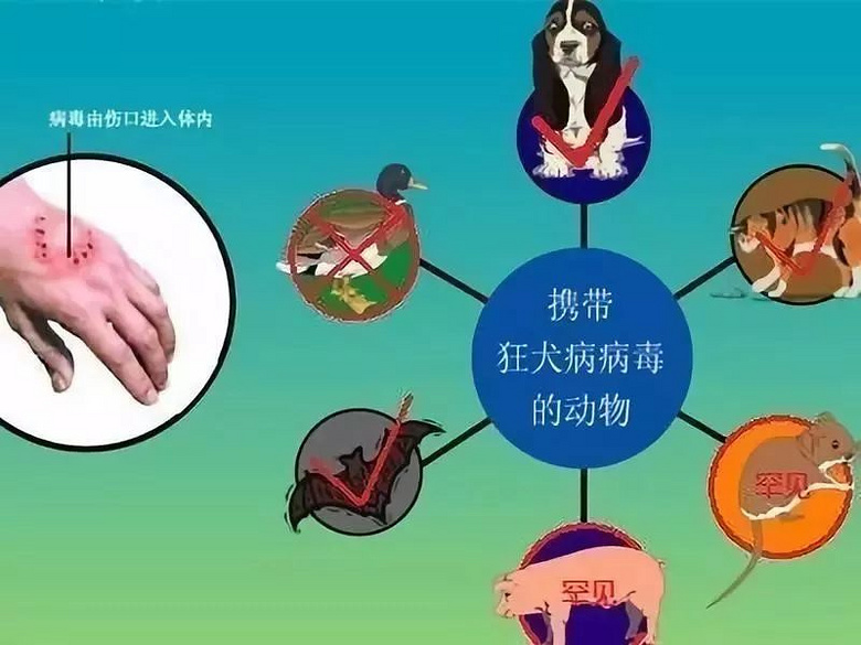 流浪狗怀孕了怎么处理_流浪狗怀孕了怎么照顾_怀孕的流浪狗