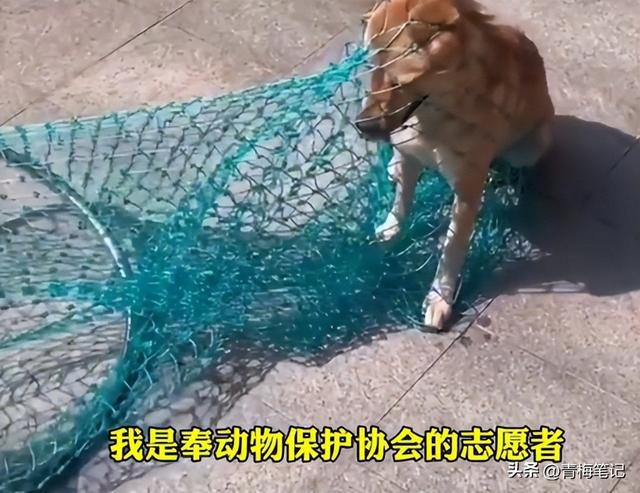 流浪狗怀孕了怎么照顾_怀孕的流浪狗_流浪狗怀孕了怎么处理