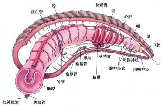 生存战争水怎么喝_生存战争怎么喝水啊_生存战争溺水