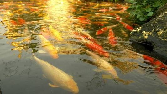 鱼梦见游水里好多鱼_鱼梦见游水里游不动_梦见鱼在水里游