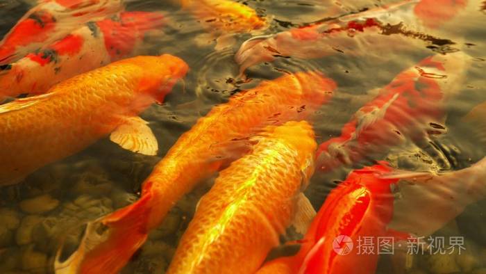 鱼梦见游水里好多鱼_鱼梦见游水里游不动_梦见鱼在水里游