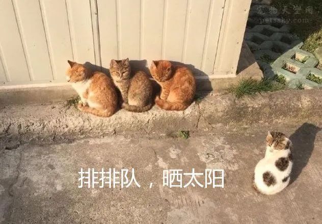 晴天小狗 熊猫_熊猫狗狗表情包_小熊猫狗狗