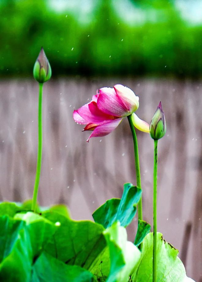 风雨曲传说主题是什么_风雨传说百度百科_风雨传说主题曲