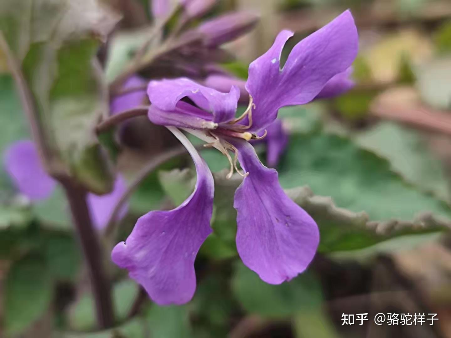 梦中高地小说免费阅读_梦中的婚礼高潮简谱_梦中高地无弹窗