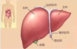 肝是什么意思