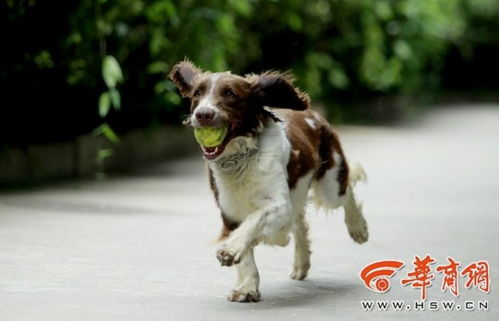 警犬破案游戏,体验智慧与勇气的互动之旅