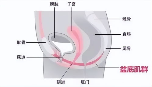 重口子宫游戏,重口子宫游戏的惊悚之旅