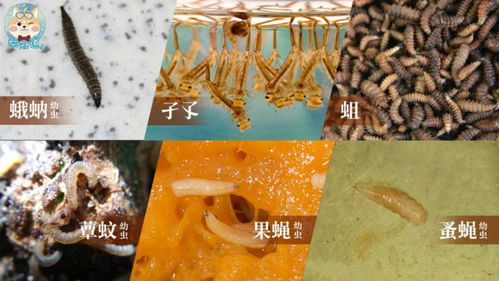 虫蛹小游戏,探索神秘昆虫世界的奇幻冒险